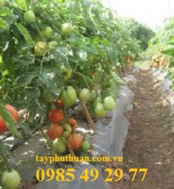 Màng phủ luống trồng cà chua