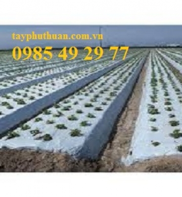 Màng bạt phủ luống nông nghiệp