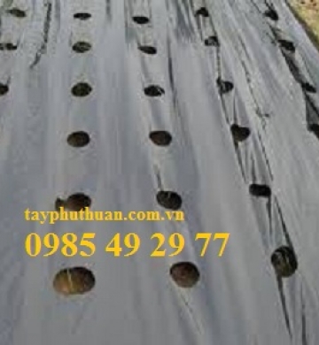 màng phủ nông nghiêp trồng ớt 